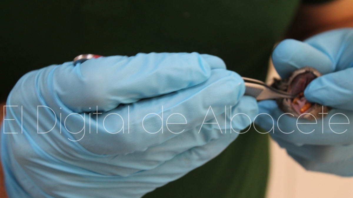 Vencejo alimentado por este veterinario en Albacete