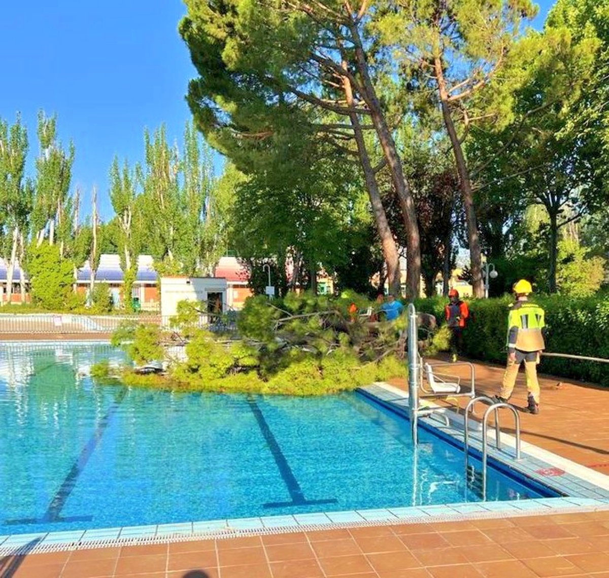 Árbol caído en una piscina de Albacete