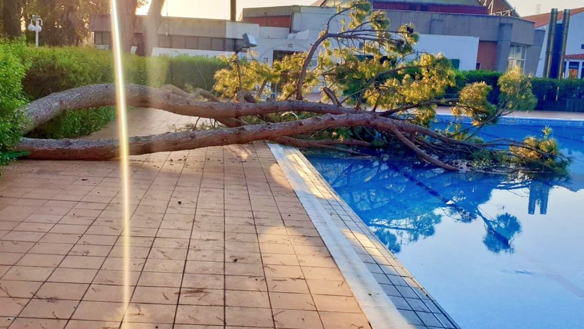 Árbol caído en una piscina de Albacete