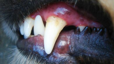 Un pero muerde en la cara a una niña de 9 años en Castilla-La Mancha / Imagen de archivo