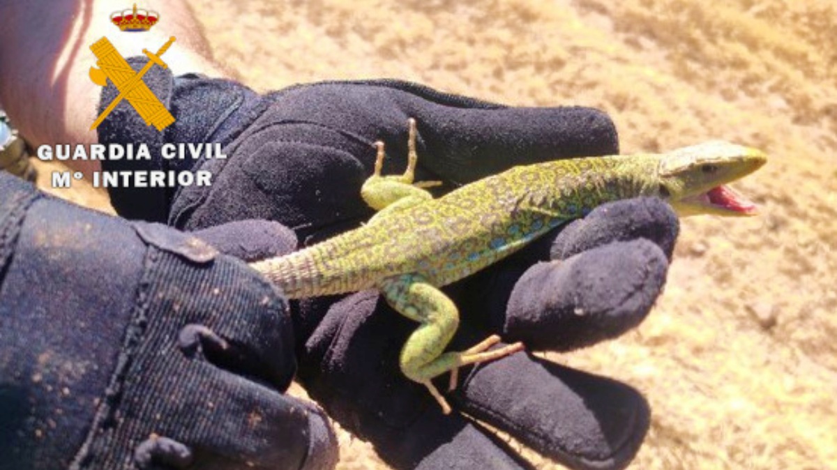 Ejemplar de lagarto ocelado incautado por la Guardia Civil en Riópar (Albacete)