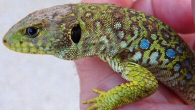 Lagarto ocelado - Albacete