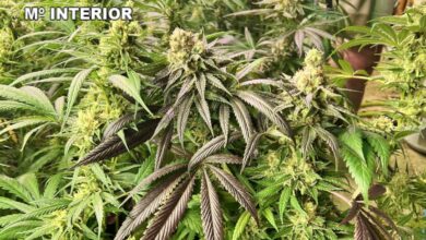 'Gelato' / Guardia Civil / Castilla-La Mancha