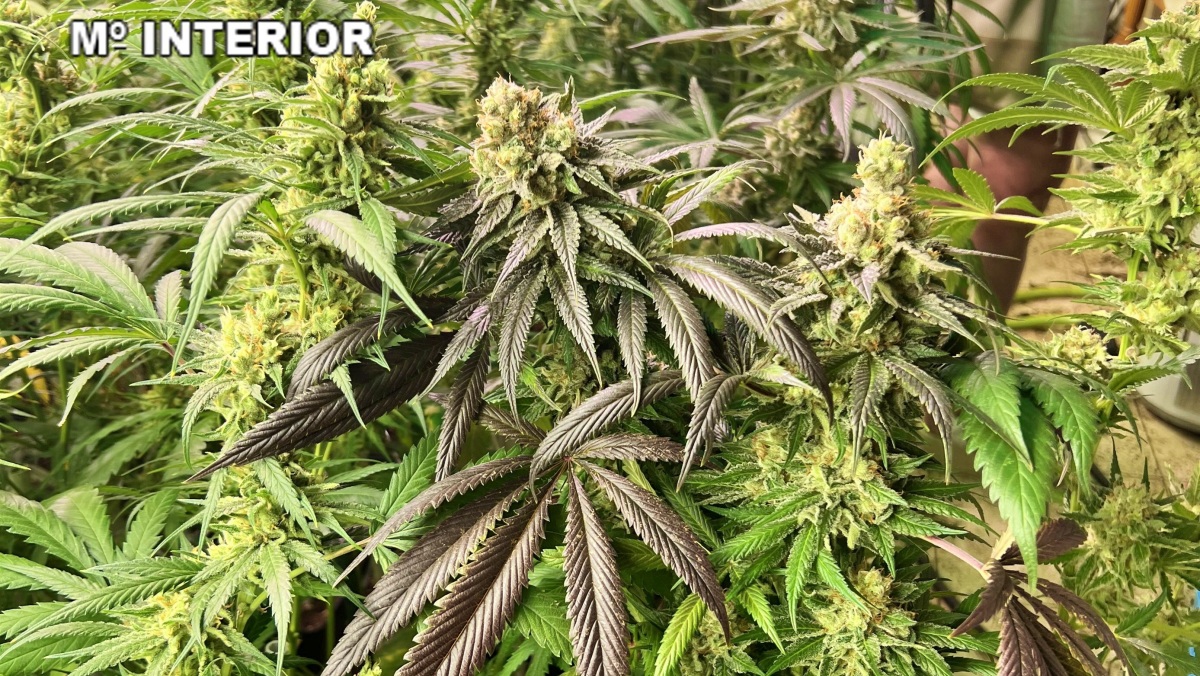 'Gelato' / Guardia Civil / Castilla-La Mancha