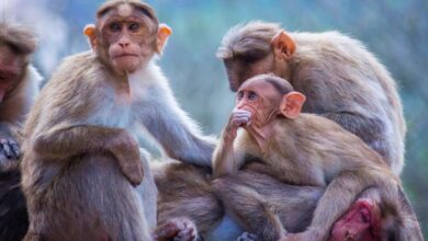Más casos de viruela del mono en Albacete