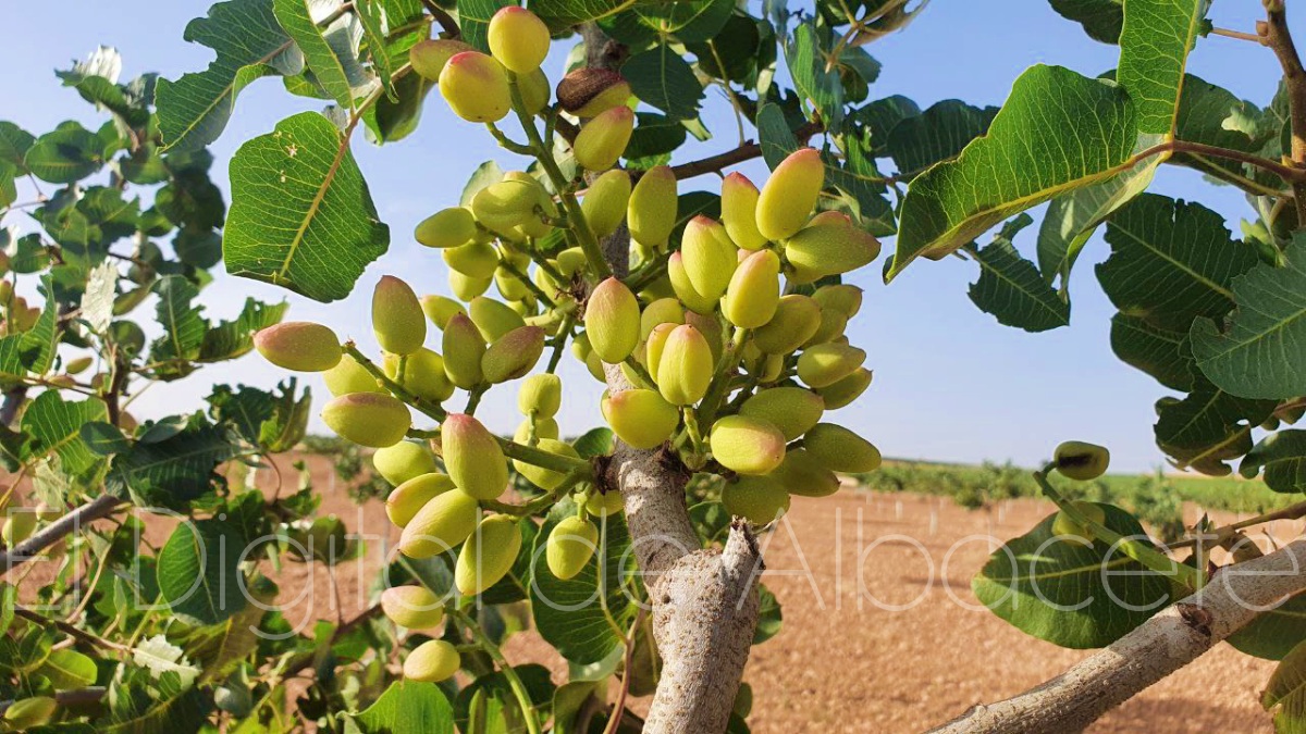 Plantación de pistacheros en Albacete