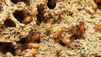 Plaga de termitas en un pueblo de Castilla-La Mancha