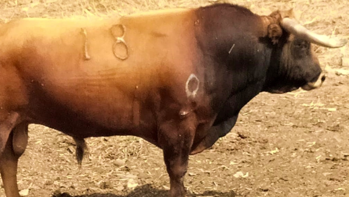 Un toro cualquiera - Foto de archivo