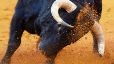 Foto de archivo de un toro en Castilla-la Mancha