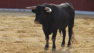 Un toro cualquiera - Foto de archivo - Albacete