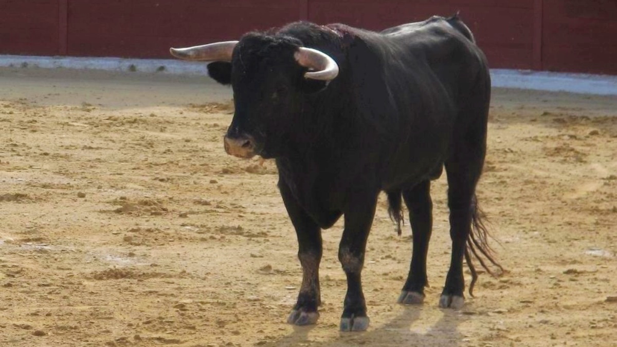 Un toro cualquiera - Foto de archivo - Albacete