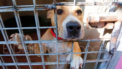 Perro abandonado en Albacete