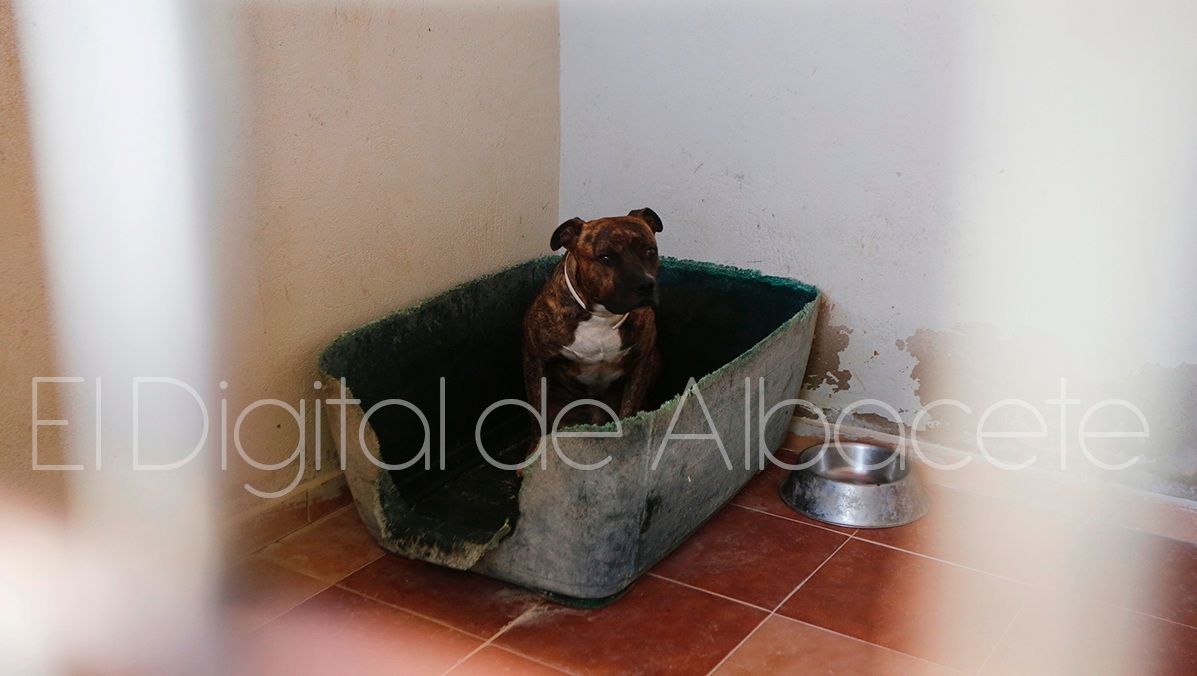 Un perro abandonado en Albacete