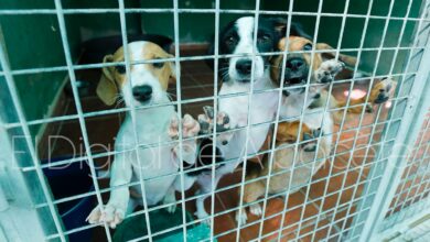 Perros abandonados en Albacete