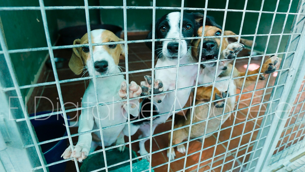Perros abandonados en Albacete