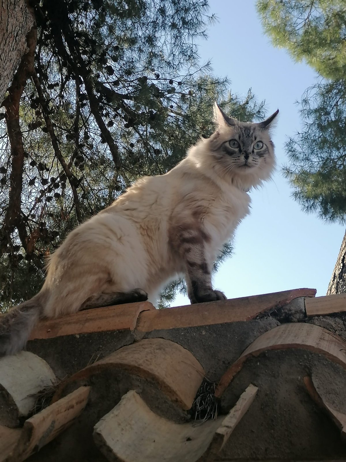 Coco, gato atropellado en este pueblo de Albacete / Imagen cedida por los propietarios