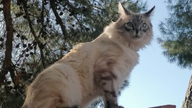 Coco, gato atropellado en este pueblo de Albacete / Imagen cedida por los propietarios