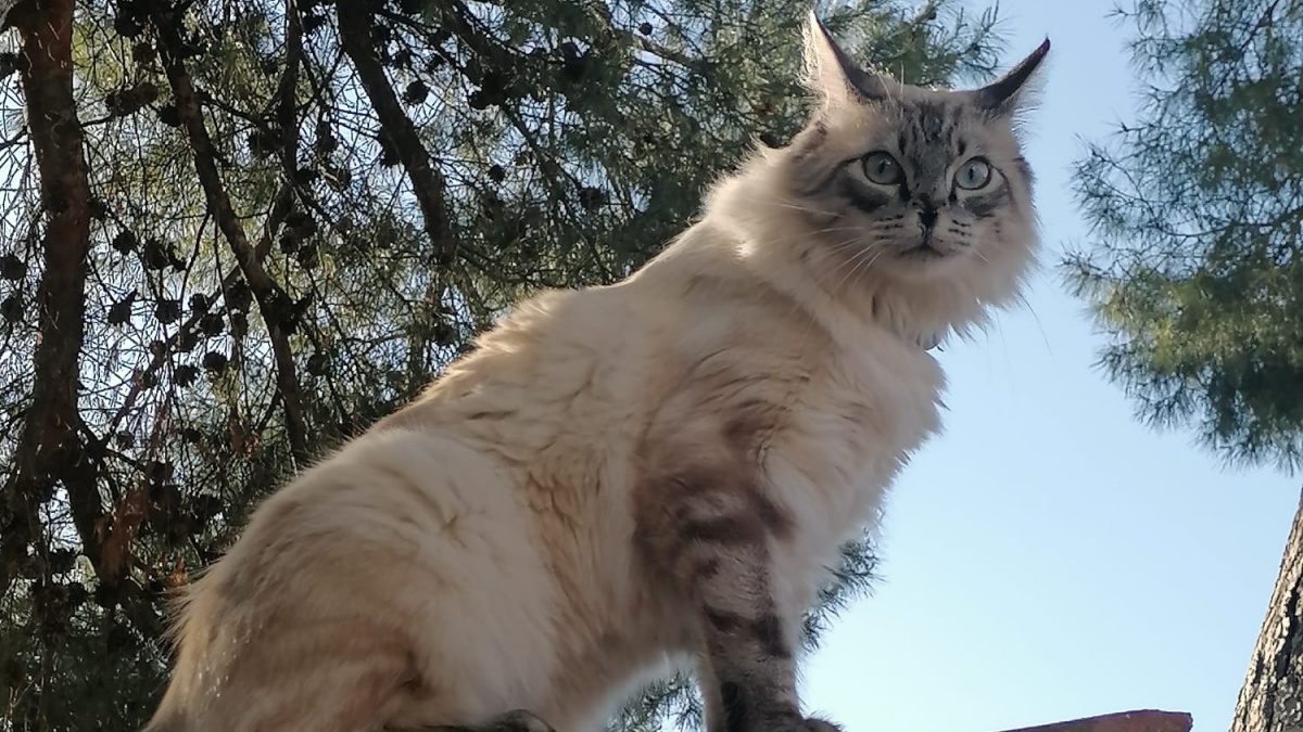 Coco, gato atropellado en este pueblo de Albacete / Imagen cedida por los propietarios
