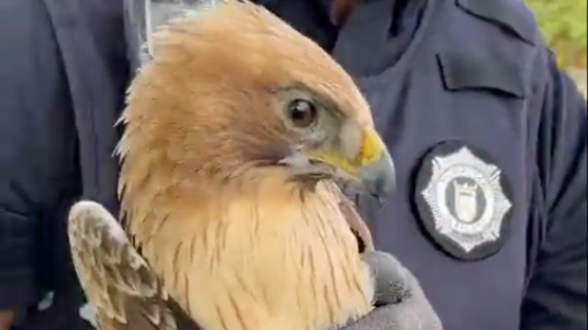 Águila en Albacete / Foto: Policía Local Albacete