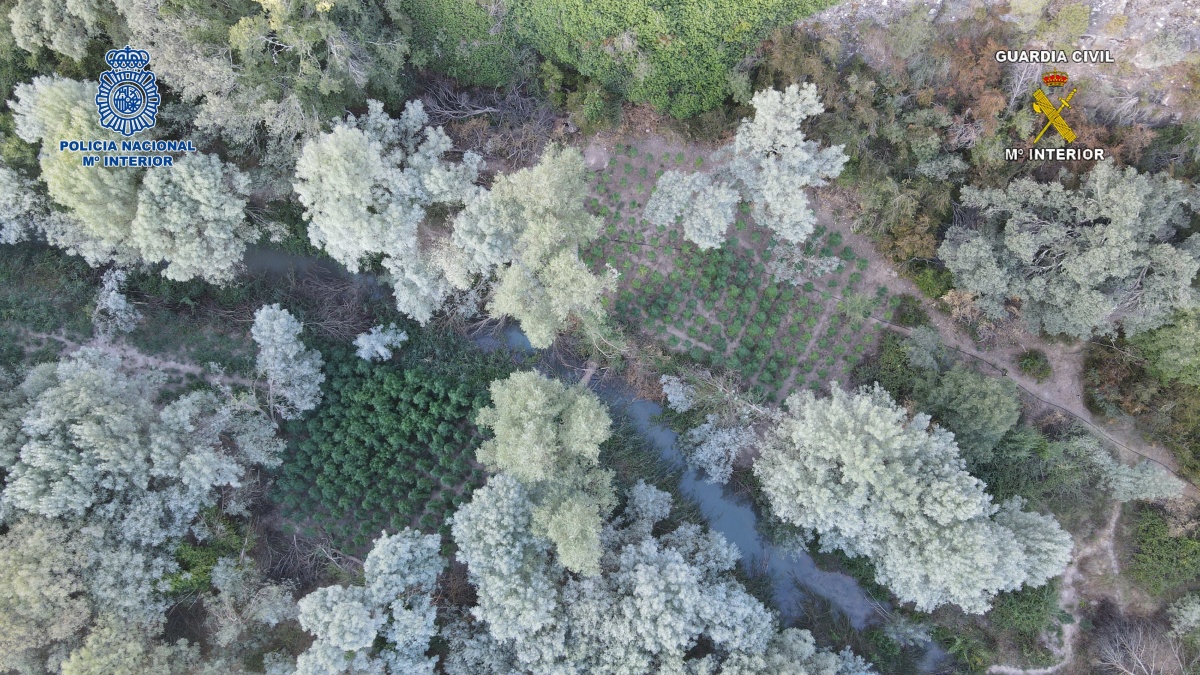 Desmantelada una plantación con 5.000 plantas de marihuana en Castilla-La Mancha / Guardia civil-Policía Nacional