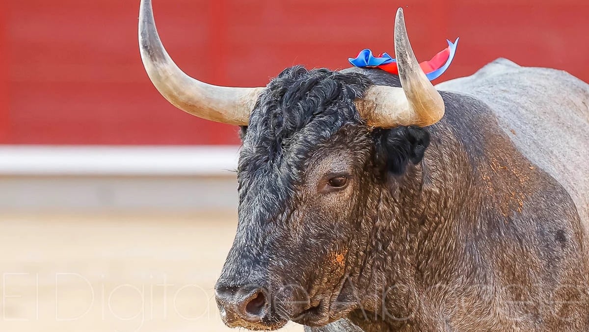 Toro de Victorino en Albacete