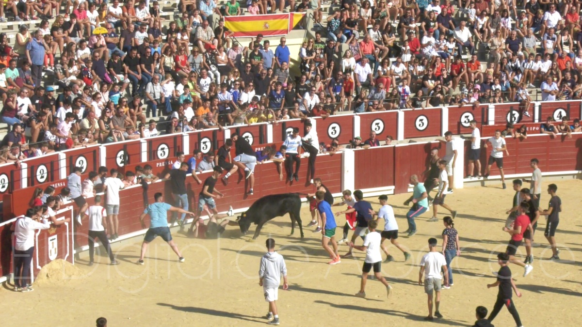 Vaquillas, 8 de septiembre, Albacete