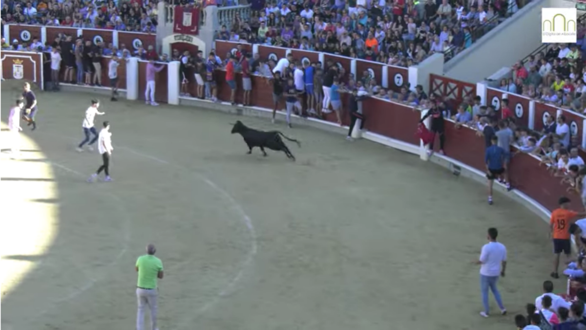 Último día de vaquillas en la Feria de Albacete 2022