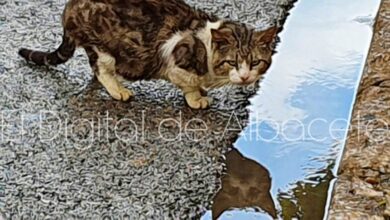 Gato callejero en Castilla-La Mancha