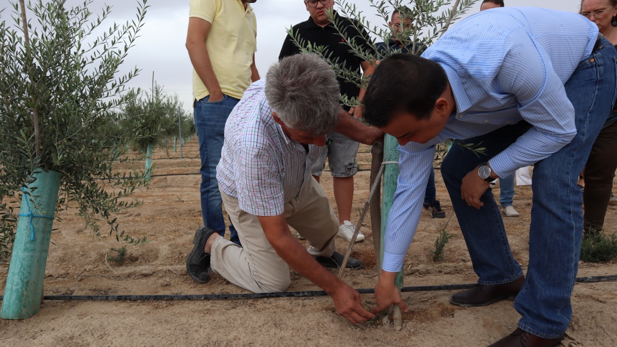 El Gobierno regional abona en octubre nueve millones de euros a los 1.078 olivicultores afectados por Filomena para hacer frente a los gastos / JCCM