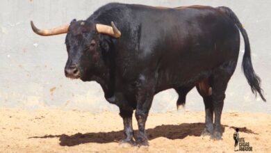 Toro de Daniel Ruiz en Albacete