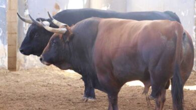 Toros - 16 de septiembre - Albacete