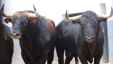 Dos de los toros que se lidiarán este martes en Albacete