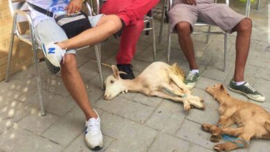Posible caso de maltrato animal en Castilla-La Mancha