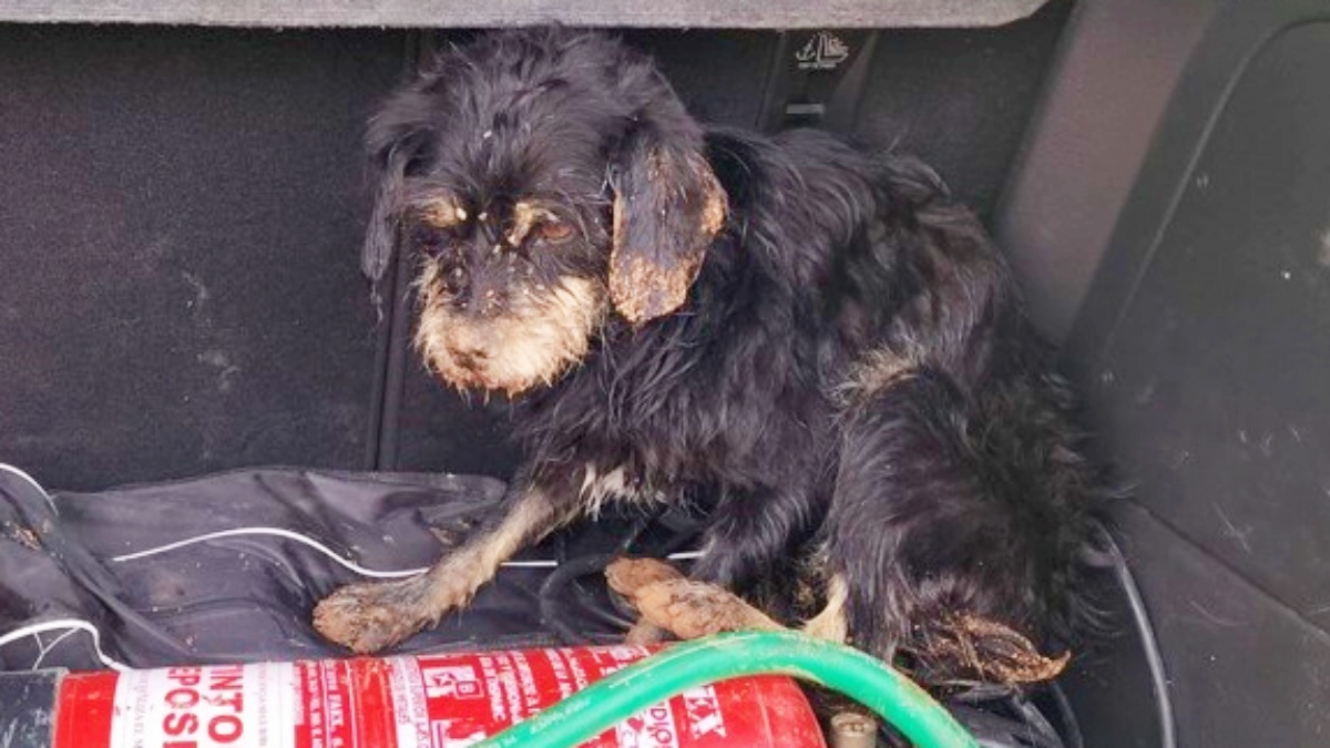 Uno de los perros rescatados en Castilla-La Mancha