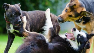 Perros - Albacete - Foto de archivo - Pixabay