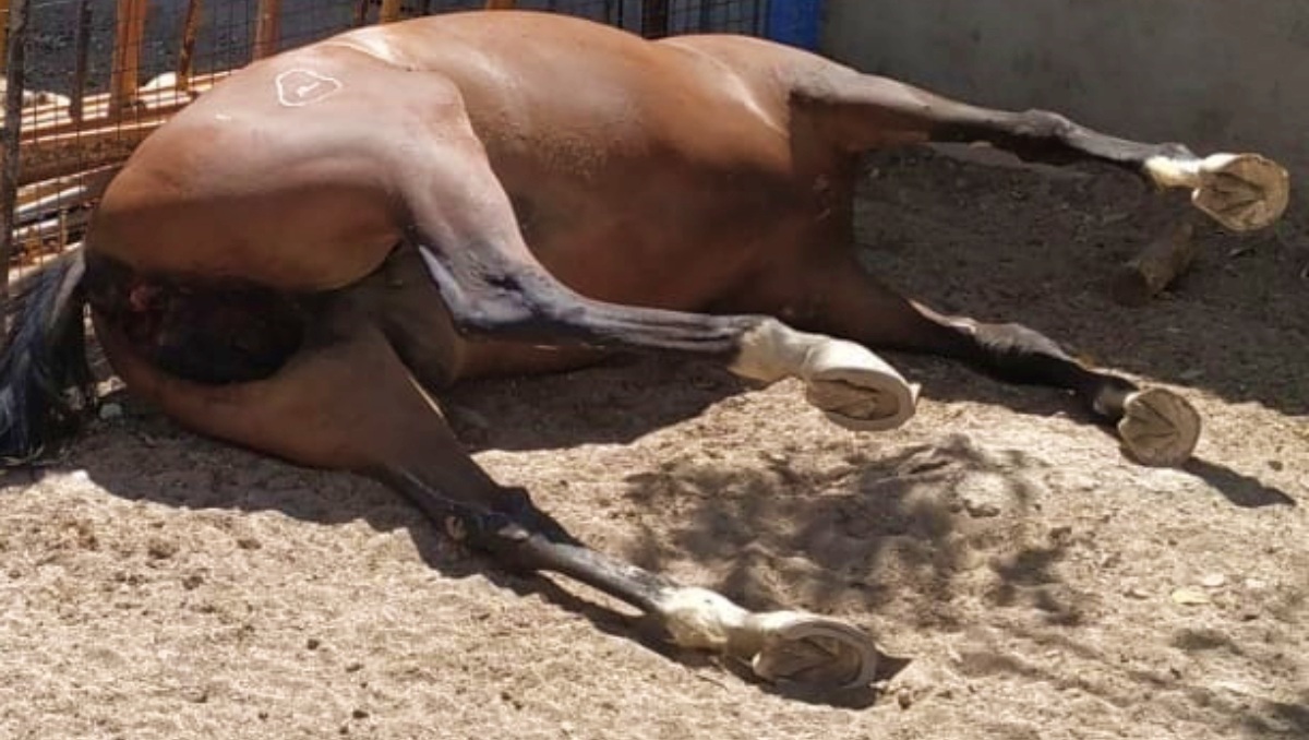 Equino muerto - Foto de archivo - Europa Press