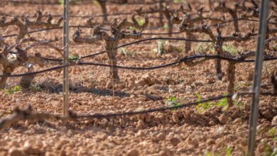 Viñedo en espaldera / Foto de archivo / Castilla-La Mancha / Europa Press
