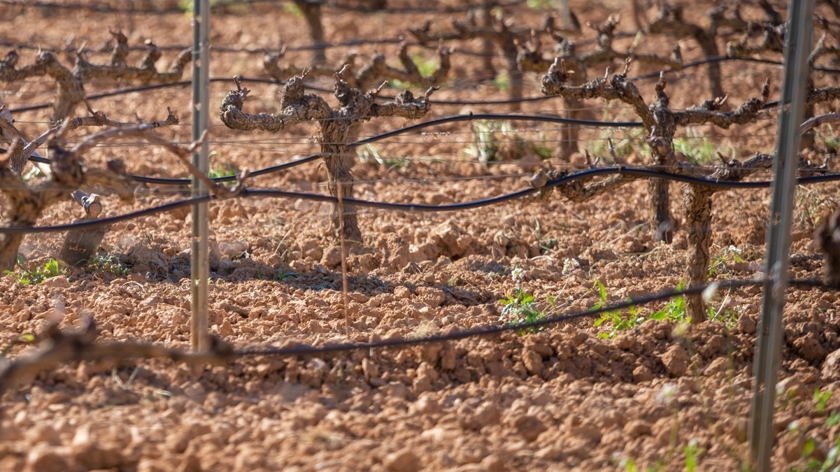 Viñedo en espaldera / Foto de archivo / Castilla-La Mancha / Europa Press