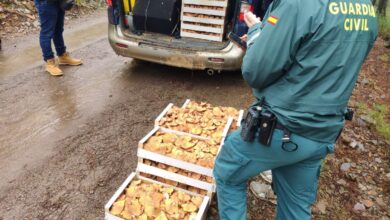 Níscalos ilegales en Castilla-La Mancha / Foto: Guardia Civil de Guadalajara