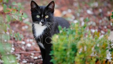 Gato en Albacete - Foto de archivo