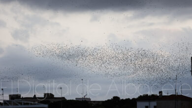 Pájaros sobre el Parque Abelardo Sánchez de Albacete