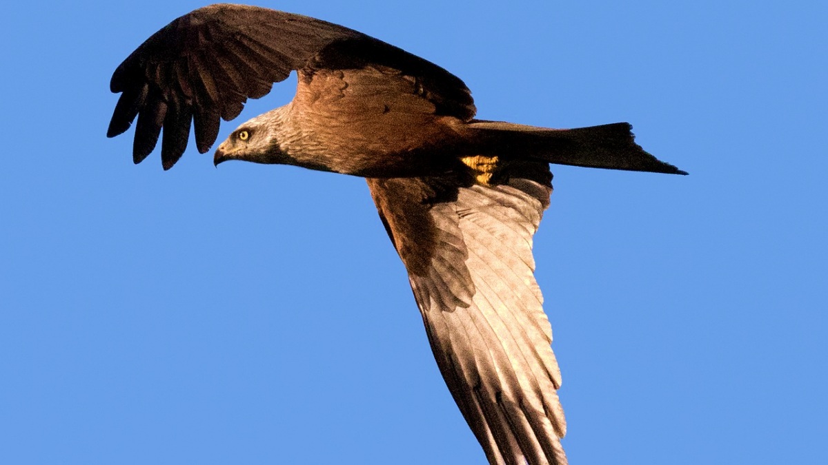 Águila imperial - Pixabay