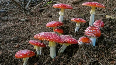 Amanita muscaria, seta muy tóxica - FOTO DE ARCHIVO - Pixabay