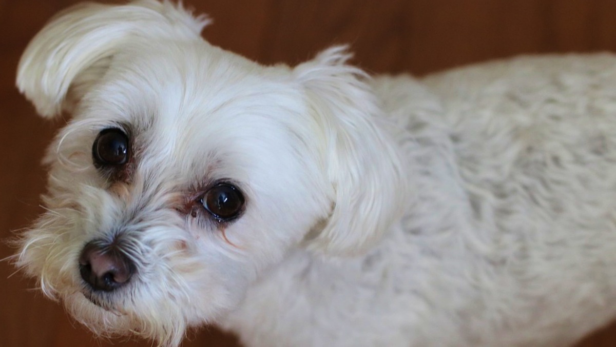 Bichón maltés - Pixabay