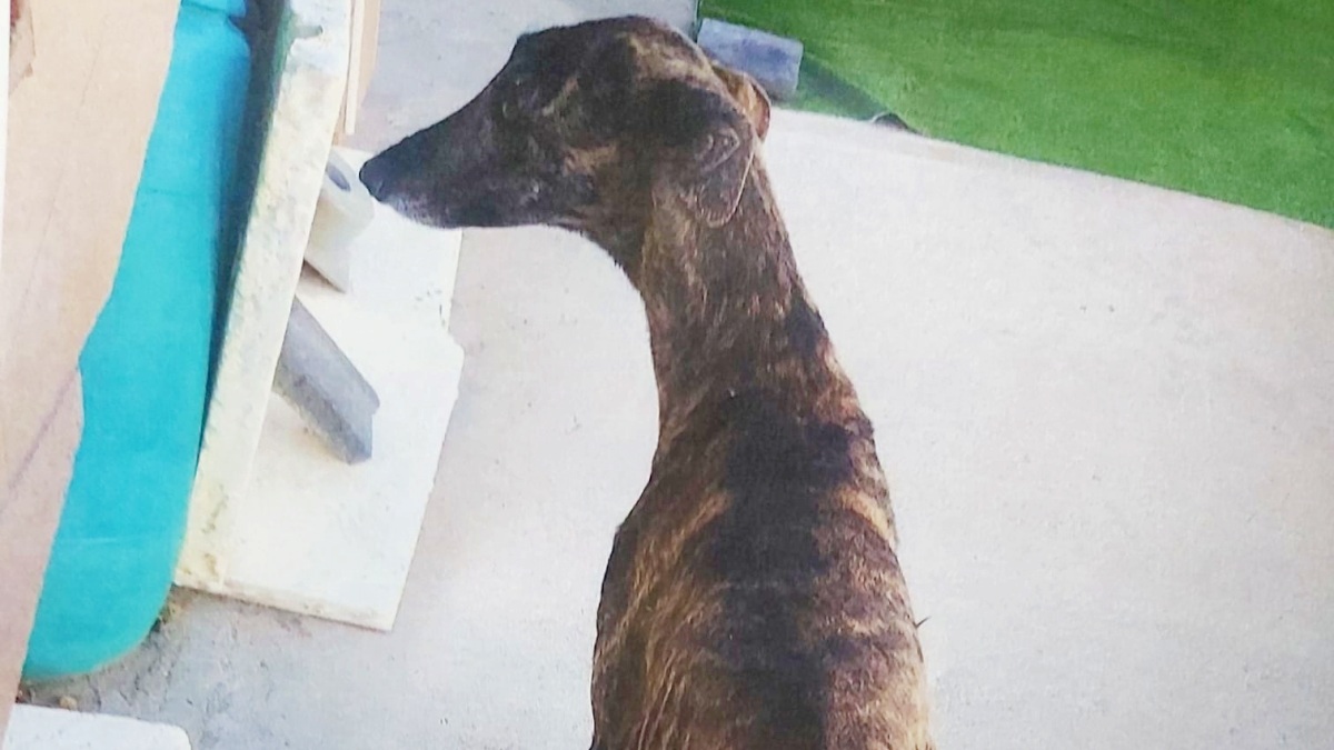 Moris, galgo abandonado en Castilla-La Mancha / Foto: Europa Press