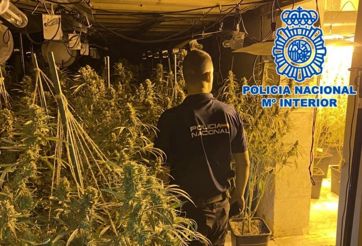 Marihuana - FOTO DE ARCHIVO - Policía Nacional - Albacete
