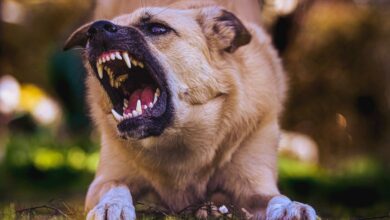 Un perro cualquiera en Castilla-La Mancha / Foto de archivo / Pixabay