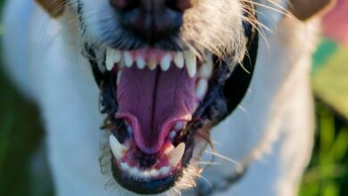 Un perro cualquiera en Albacete - Foto de archivo - Pixabay