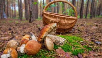 Otoño, época de setas / Foto: Europa Press / Castilla-La Mancha