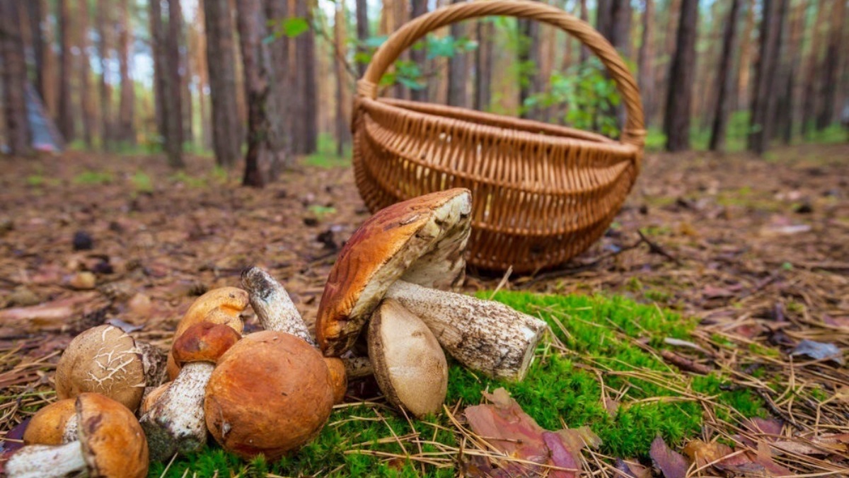 Otoño, época de setas / Foto: Europa Press / Castilla-La Mancha